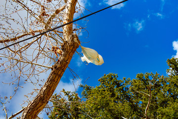 Bag Stuck in Tree from High Wind in Wyoming