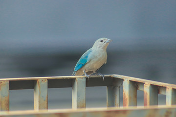 sanhaço cinzento em cima da grade  