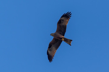 Black kite flying high in the clouds (Milvus migrans)