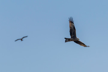 Black kite flying high in the clouds (Milvus migrans)