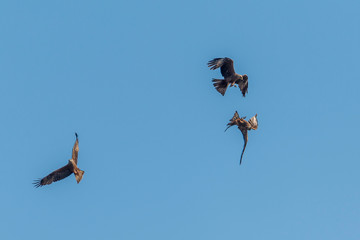 Black kites fighting in the air. Bird of prey air battle