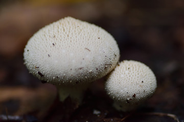 mushrooms in the forest