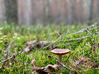 Grzyb w lesie © DP.REPORT