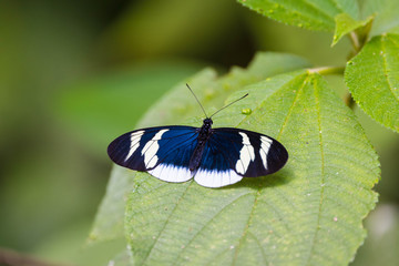 Mariposa y hoja