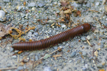 millipede