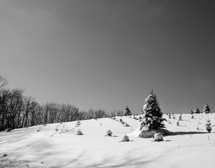 Winter Christmas Trees