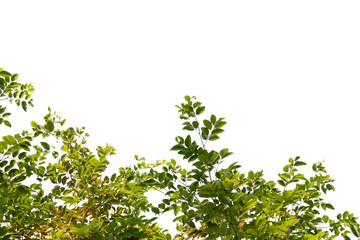 green leaf isolated on white background with copy space