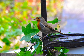 Robin with mealworm in its bill surrounded by ivy. Brits favourite bird has a striking orange red face throat and breast bordered by grey to the sides Brown upper parts marked with faint buff wing bar