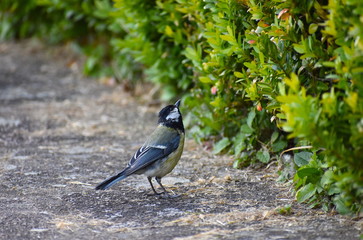 Great tit is larger than blue one. It has white cheeks contrasting its black head and throat continuing as a thick line down the centre of yellow breast Common in woodlands and frequent garden visitor