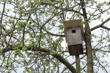 Old birdhouse hanging on a tree