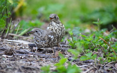 Mistle thrush pair with grey brown upper parts greyish white chin and throat black spots on pale underparts It feeds on invertebrates fruit berries Animal prey includes earthworms insects slugs snails
