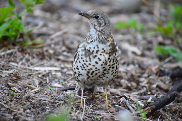 Mistle thrush is a bulky bird that has grey brown upper parts  pale underparts dotted with large dark spots orange buff washed flanks white underwings wingbar and white tips to the outer tail feathers