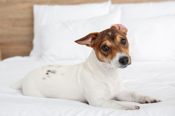 Obraz premium Cute dog on bed in room