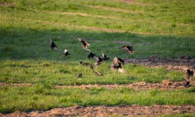 Dark plumage starlings have green purple iridescence visible when bright and yellow bill with blue base to the lower mandible. Flight is undulating and the wings look pointed and triangular in outline