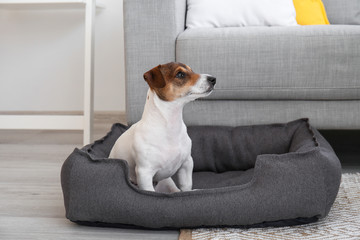 Cute dog in pet bed at home