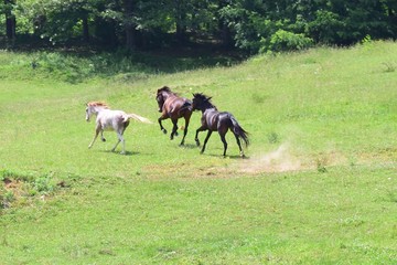 herd of horses running