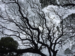 pattern of bare branches