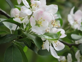 white flower blossoms 