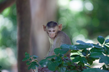 可愛いサル