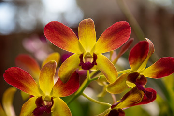 Beautiful orchid in a beautiful garden