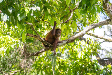 Wild orangutan in rainforest of Borneo, Malaysia. Orangutan mounkey in nature