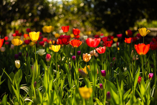 Fototapeta Colorful Field of Tulips