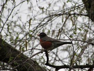 robin on a branch
