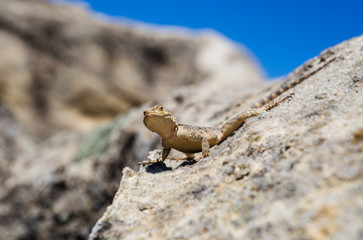 The photo was taken in the village of Uplistsikhe, the photo shows a lizard Caucasian Jojo