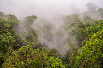 Tropical trees in the jungle forest with the morning fog on a mountain hill near the city of Danang, Vietnam, Asia . Top view