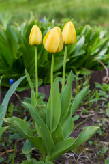 three yellow tulips grow on the lawn