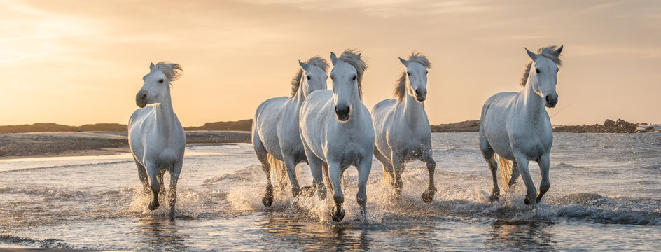 White Horses In Camargue, France.