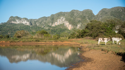paisajes de valle de viñales en cuba