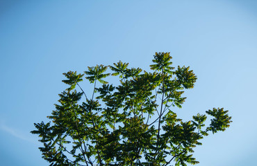 Leafy Tree with a Clear Sky