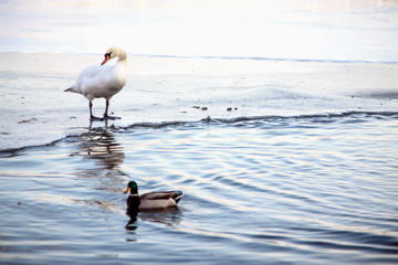 Swan and drake on a frozen river.