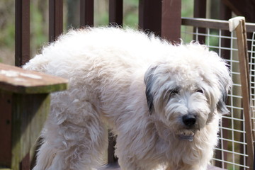 A soft Coated Wheaten Terrier