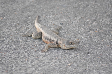 lizard on the asphalt