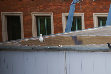 Seagull on top of building during coronavirus pandemic. Barcelona
