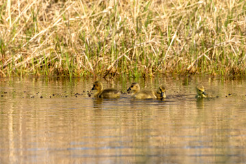 Gosling. Canadian goslings on the water. Natural scene from Wisconsin, USA