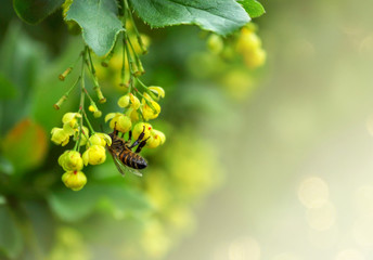 Wild honey bee on the yellow flowers of an barberry (Berberidaceae), on a abstract background. Effect bokeh. World Environment Day.