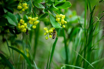Wild honey bee on the yellow flowers of an barberry (Berberidaceae), on a background of summer greenery. World Environment Day.