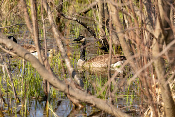 Canadian geese with goslings on the river