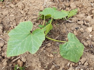 green pumpkin plant in the ground