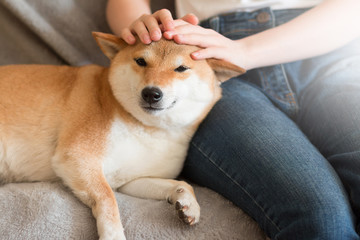 Woman petting cute red Shiba inu dog on grey sofa at home. Close-up. Happy cozy moments of life....