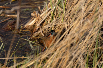 The Virginia rai (Rallus limicola) Small waterbird in the marsh. Natural scene from conservation area in Wisconsin.