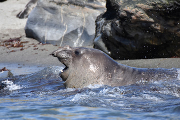 Southern elephant seal at Saint Andrew's Bay, South Georgia Island