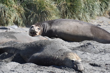 Fototapeta premium Southern elephant seal at Saint Andrew's Bay, South Georgia Island