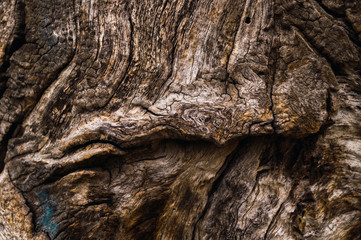tree bark texture 3