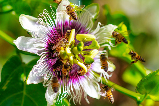 Abelhas na flor de maracuj&aacute;