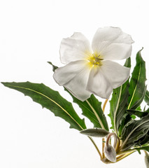 Obraz premium California evening primrose, Oenothera californica, Mojave Desert, photographed on a lightbox