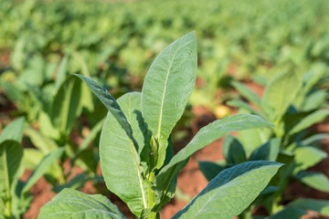 plantaciones de tabaco en el valle de viñales cuba